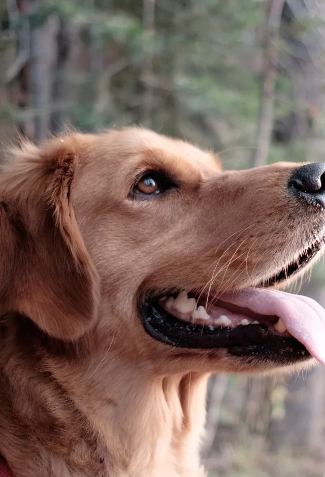 Golden Retreiver is in the forest looking to the right with his tongue out.